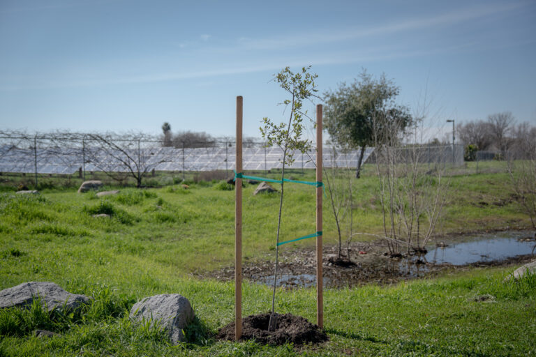Tree Davis hosts community planting event for River City High School