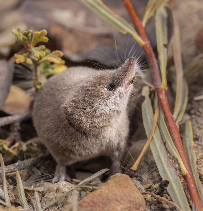 An elusive species of shrew caught on camera