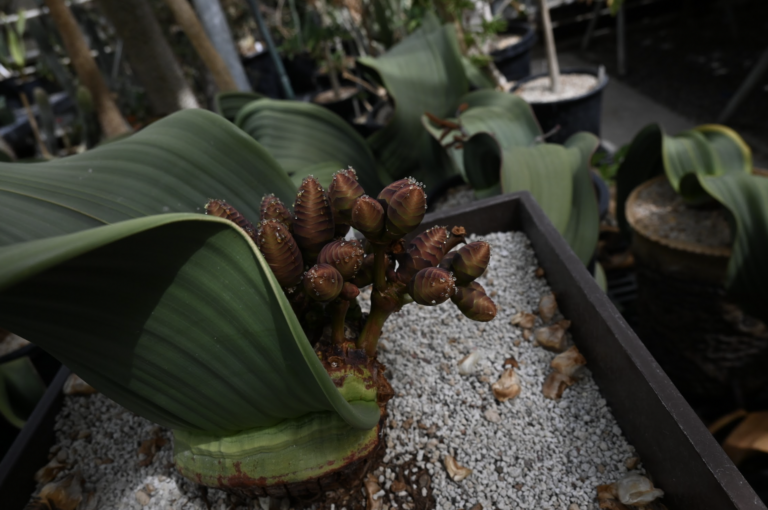 Students learn and relax in the UC Davis Botanical Conservatory