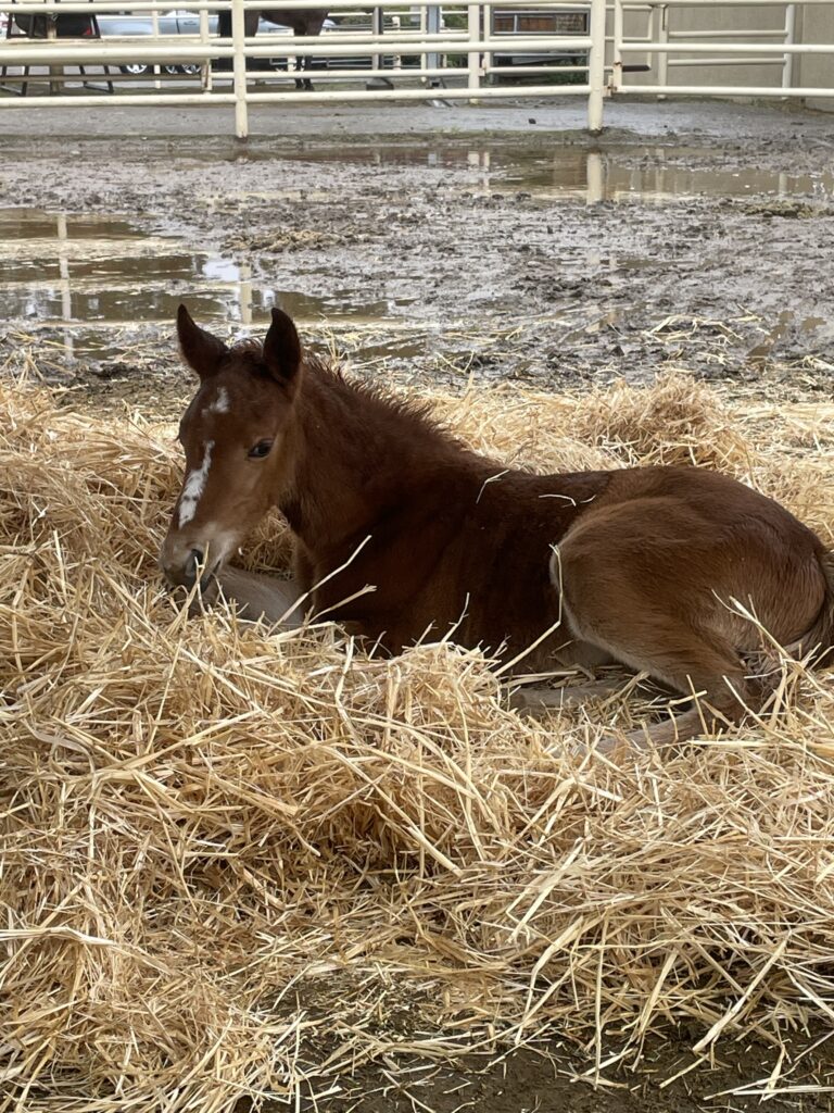 The Madigan squeeze procedure helps foals recover from maladjustment syndrome, mimicking the process of being born