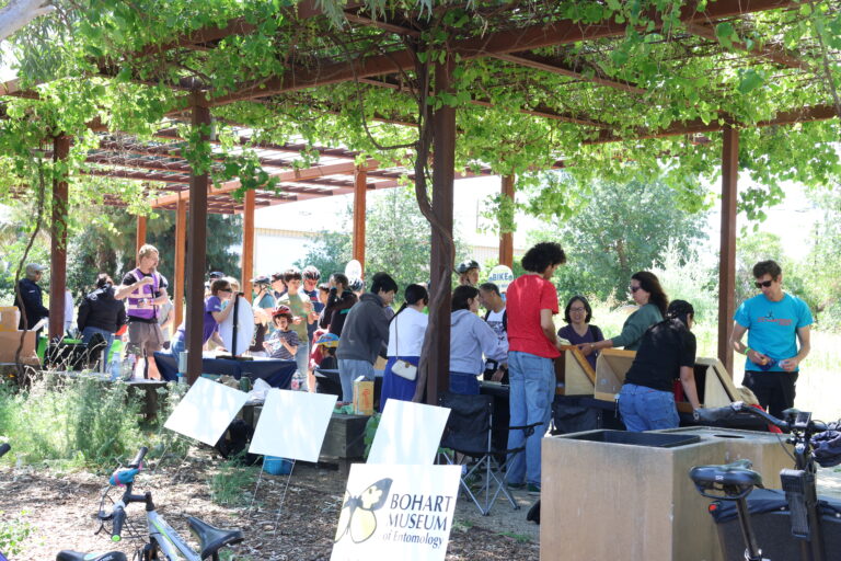 Loopalooza even takes place for its 15th year