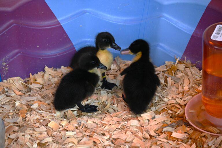 Davis’ 2025 duck-themed festival