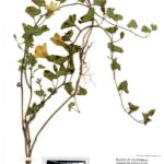 Calystegia occidentalis