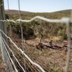 MPK_ElkDeathDocumentation_41I2381