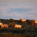 mapping_op_Polvorosa_Kline_TuleElk-1