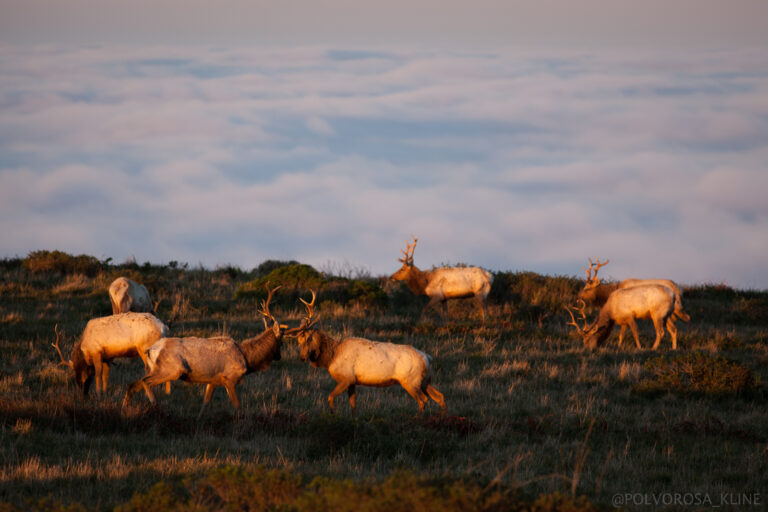 Point Reyes Seashore is one step closer to national dairy farm