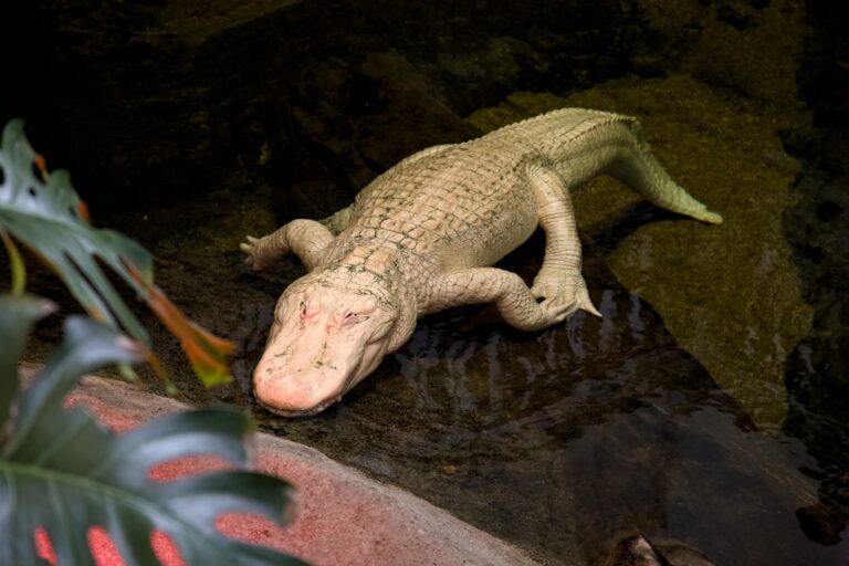 Students and alumni share fond memories of Claude, the California Academy of Sciences’ albino alligator